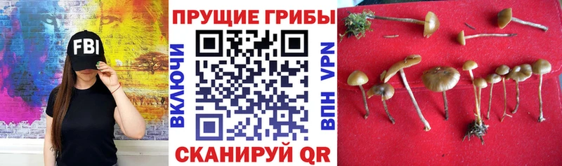 площадка наркотические препараты  Туймазы  Псилоцибиновые грибы прущие грибы  OMG ТОР 